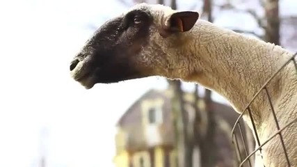 Кози и овце издават човешки звуци