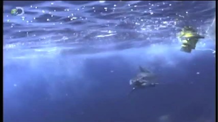 Man vs. Fish - 9 17 @ 9pm E P,  only on Discovery