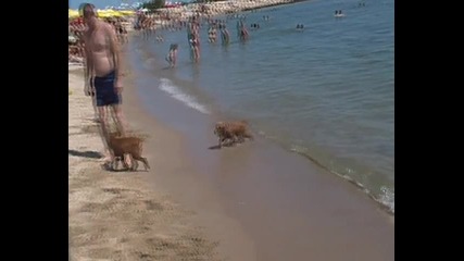 Кученца на плажа(смях)