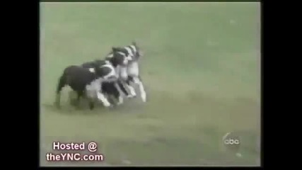 Котки и кучета (смях)