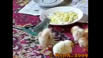 Пиленца И Папагалче