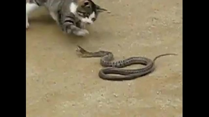 Котка срещу Змия 