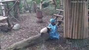 Забавление: Бебе панда се опита да изненада гледача си (ВИДЕО)
