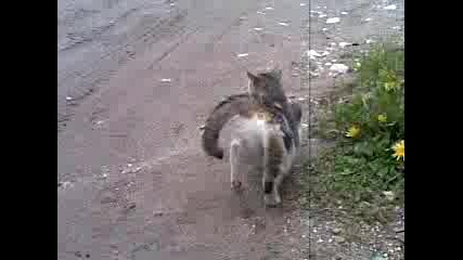 разгонено - коте.mp4