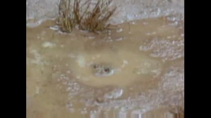 National Geographic - Freak Of Nature Water Holding Frog