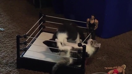 Котешки кеч