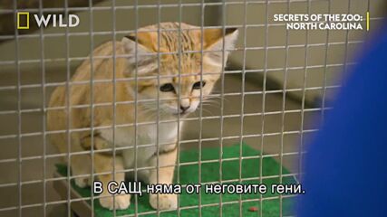 Пясъчните котки | Тайните на зоопарка: Северна Каролина | NG Wild Bulgaria