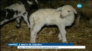 Чешки пастир в българските Родопи в името на любовта