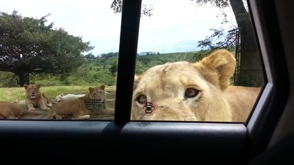 Лъв изненадва туристи по време на сафари