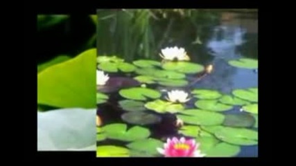 Медитация - The Lotus 