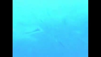 Enigma - The Dream of The Dolphin