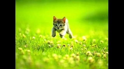 Котенца - Снимки