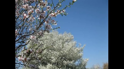 Spring Love - Sophie Zelmani 