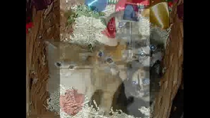Весела коледа на всички котки и кучета 