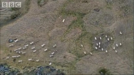 Wolves hunting Caribou - Planet Earth - Bbc wildlife 