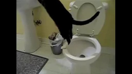 Смешни Котки В Тоалетната