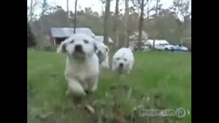 My dogs