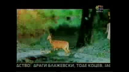 Tose Proeski - Nasloni glavu na moje rame 2011 