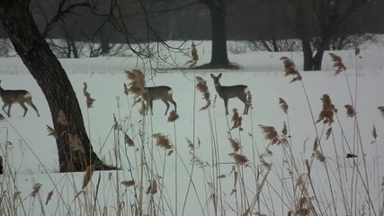 Съхрани! Земята е Красива: Първият Сняг - Save! Beautiful Earth: The First Snow
