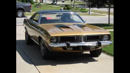 Cuda Enjoying A Day Outdoors In The Sun