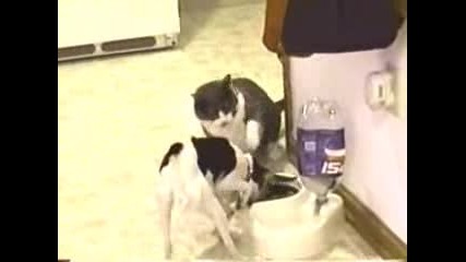 котка и куче 