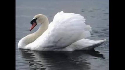 Tchaikovsky - Swan Lake