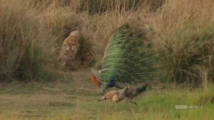 Tiger vs. Peacock _ Dynasties Saturday at 9pm _ Bbc America 1