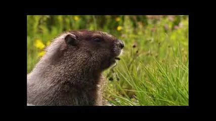 Wildlife 