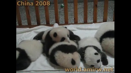 Сладко бебе панда пълзи наляво-надясно