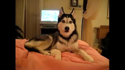 Говорещо куче