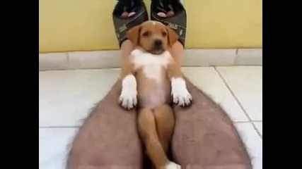 Мъж приспива кучето си 