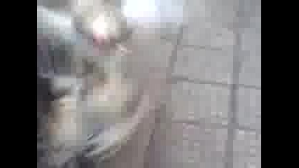 Бои с петли