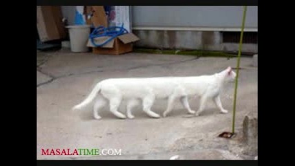 Very Funny Animals