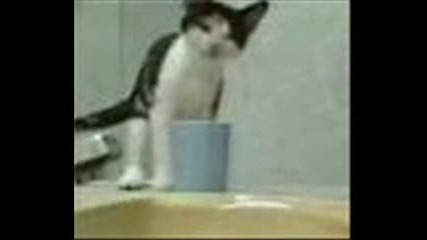 Смешни котки