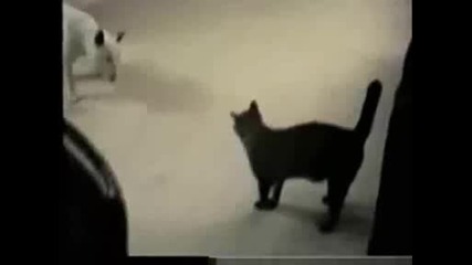 Бултериер vs котка.avi