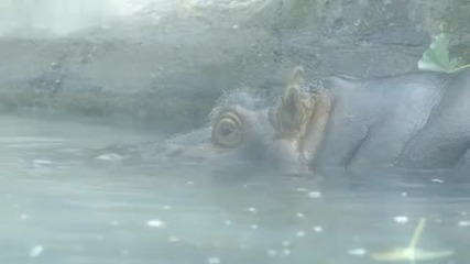 Бебе хипопотамче се учи да плува с помощта на майка си