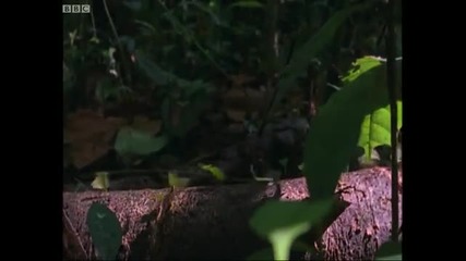 Leaf - cutter ants - Shadow of the Sun - Bbc 