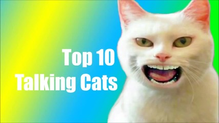 Топ 10 говорещи котки - смях