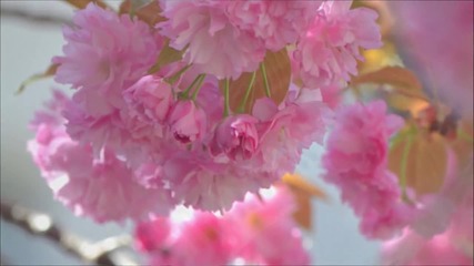 Beautiful Life - music by Judyesther images by Hiroko