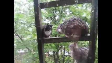 Котки се чипкат под дъжда