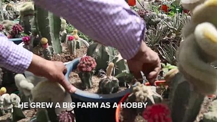 Inside one of the world's biggest cactus farms