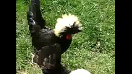 Funny chickens