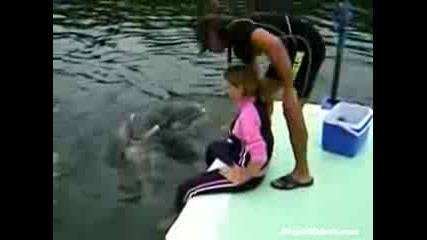 Delfin se opitva da pavi sex s jena