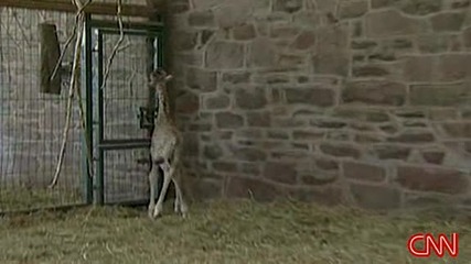Спасено Бебе Жираф в Зоологическа Градина