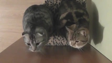 Синхронизирани котки
