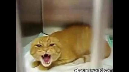 Evil Cat