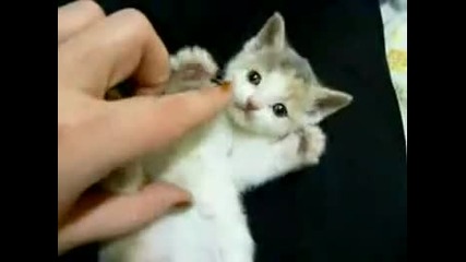 Малко сладко котенце си играе !