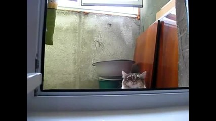 Коте вижда ужаси