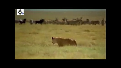 Afrika Serengeti 1. Bolum Izle 2011 Hq