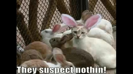 Very Funny Cats Part 8